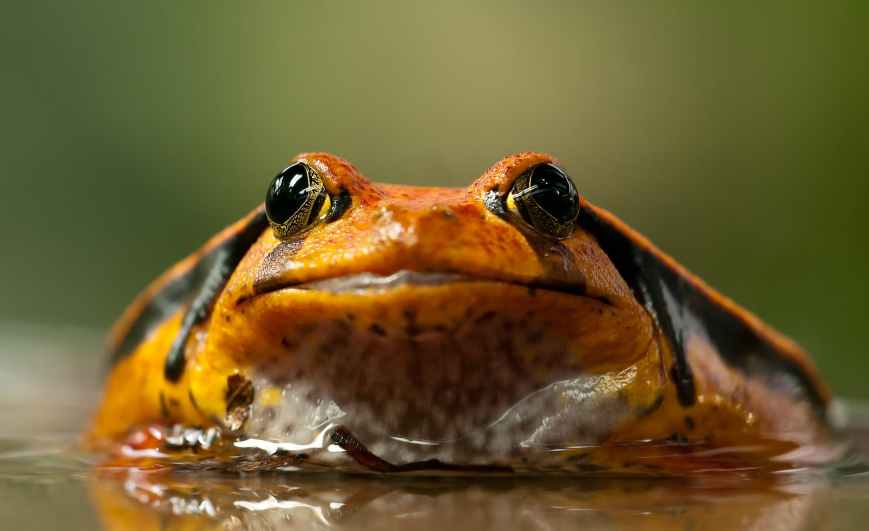 frog-toad-eyes-animal-63650.jpeg